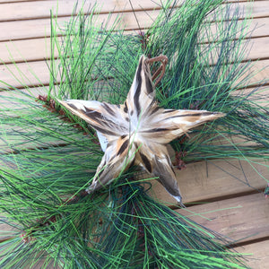 Feather Star Ornaments | 4 Styles available at Bench Home