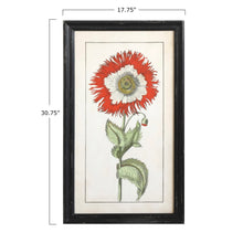 Load image into Gallery viewer, Framed botanical illustration of a red flower with dimensions 30.75&quot; x 17.75&quot;.