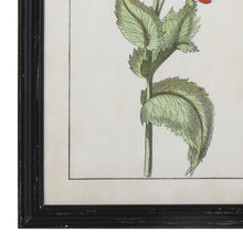 Load image into Gallery viewer, Bottom left corner of framed botanical illustration in a black frame.