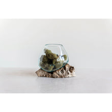 Load image into Gallery viewer, A round glass planter with a wood base, containing moss, placed on a neutral background.