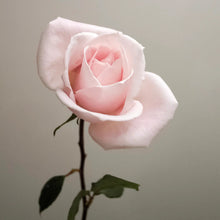 Load image into Gallery viewer, Single pale pink rose with soft petals and a green stem and leaves, set against a light neutral background.