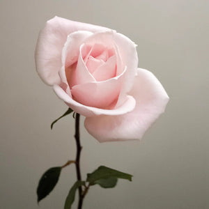Charcoal Rose Perfume Oil available at Bench Home