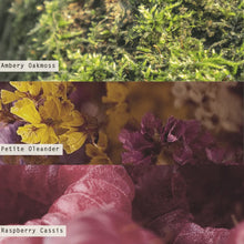 Load image into Gallery viewer, Three different floral scents labeled &#39;Ambery Oakmoss&#39;, &#39;Petite Oleander&#39;, and &#39;Raspberry Cassis&#39; with close-up views of the flowers.
