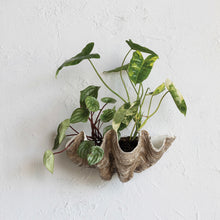 Load image into Gallery viewer, Wall-mounted clam shell used as a planter for  green plants on a light gray wall. 