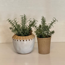 Load image into Gallery viewer, Faux Herb Plant | Five Styles