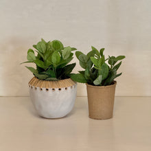 Load image into Gallery viewer, Faux Herb Plant | Five Styles