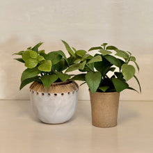 Load image into Gallery viewer, Faux Herb Plant | Five Styles