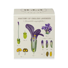 Load image into Gallery viewer, Heath Lavender Plant The Box Candle