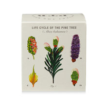 Load image into Gallery viewer, Rustic Pine Plant The Box Candle