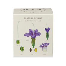 Load image into Gallery viewer, Crushed Mint Plant The Box Candle