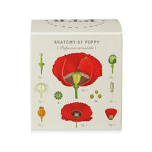 Load image into Gallery viewer, Red Poppy Plant The Box Candle, illustrated red poppy anatomy botanical diagram product box against white background. 
