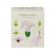 Load image into Gallery viewer, Fresh Picked Basil Plant The Box Candle, illustrated basil plant anatomy botanical diagram product box against white background. 