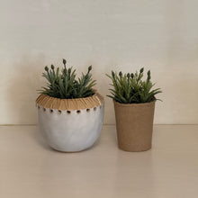 Load image into Gallery viewer, Faux Herb Plant | Five Styles