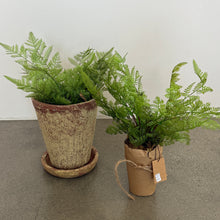 Load image into Gallery viewer, Wrapped Faux Fern | 2 Styles
