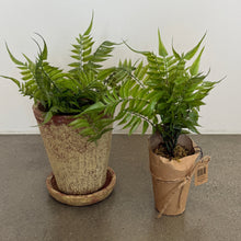 Load image into Gallery viewer, Wrapped Faux Fern | 2 Styles