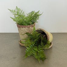 Load image into Gallery viewer, Wrapped Faux Fern | 2 Styles