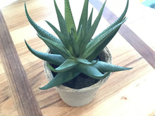 Load image into Gallery viewer, Faux Succulent