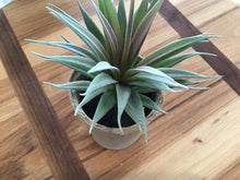 Load image into Gallery viewer, Faux Succulent